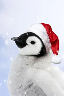 New images march 2022/emperor penguin chick wearing red santa New images march 2022/emperor penguin chick wearing red santa