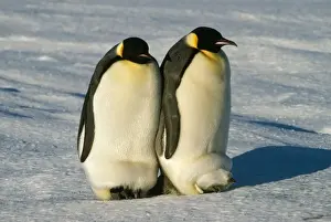 Antarctic Wildlife Pictures Prints: Emperor Penguin - warming chicks