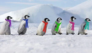 Images Dated 27th October 2006: Emperor Penguins. 6 young ones walking in a line wearing scarves
