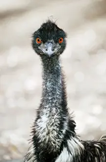 Prints of KFO-957 EMU - Head Australia Dromaius novaehollandiae Kenneth W Fink Please note that prints are for personal display purposes only and may not be reproduced in any way. Cassowaries Prints: EMU Head Print, Dromaius novaehollandiae