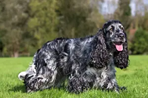 Pet Mammals Prints: English Cocker Spaniel