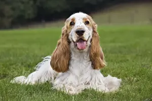 English Cocker Spaniel Print