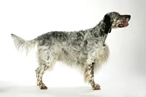English Setter Print by John Daniels