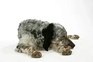 John Daniels Photography Prints: English Setter - lying down