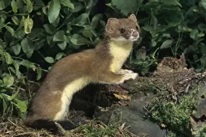 Prints of ME-2545 Ermine or Stoat Mustela erminea Johan De Meester Stoat Prints: Ermine / Stoat Print ME-2545 Mustela erminea