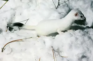 Prints of SR-5181 STOAT / Ermine / Short-tailed weasel - in snow, January. Falkland, BC. Canada Mustela erminea The stoat is known as Ermine during the winter when it has a white winter coat Stoat Prints: Ermine in Snow Print