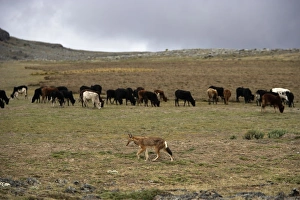 Ethiopian Wolf / Abyssinian Wolf / Simien Jackal / Simien fox - with cows in background - is a problem cows coming into Ethiopian Wolf / Abyssinian Wolf / Simien Jackal / Simien fox - with cows in background - is a problem cows coming into