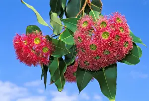 Beautiful Flowering Trees Prints: Eucalyptus - flowering
