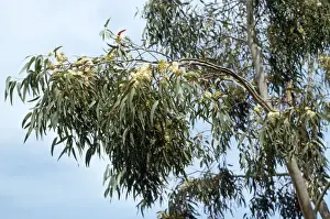 Eucalyptus Tree Prints: Eucalyptus Tree - flowering