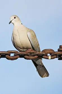 Nature Photography Prints: Eurasian Collared-Dove