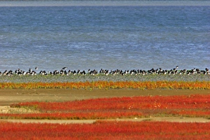 Eurasian Oystercatcher in winter Eurasian Oystercatcher in winter