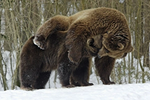 European Brown Bears - Male (on right) and female play fighting in snow European Brown Bears - Male (on right) and female play fighting in snow