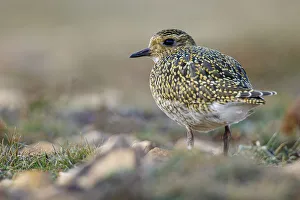 European golden plover (Pluvialis apricaria) - resting during his migration travel to the south - Asturias, Spain European golden plover (Pluvialis apricaria) - resting during his migration travel to the south - Asturias, Spain