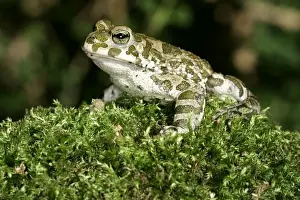 Alsace France Wildlife Prints: European Green Toad / Variable Toad