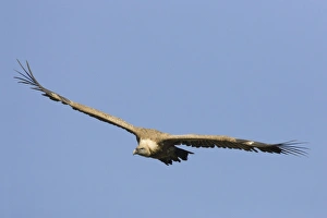 European Griffon Vulture - In flight - Soaring showing wings held in characteristic European Griffon Vulture - In flight - Soaring showing wings held in characteristic