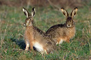 European Hare - 2 animals on alert European Hare - 2 animals on alert