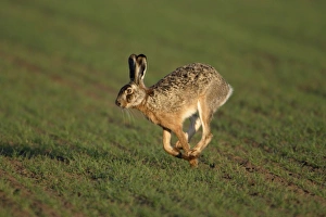 European Hare - running over arable field European Hare - running over arable field
