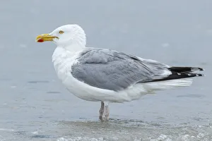 European Herring Gull - preening on beach - Dune Island, Helgoland, Germany European Herring Gull - preening on beach - Dune Island, Helgoland, Germany