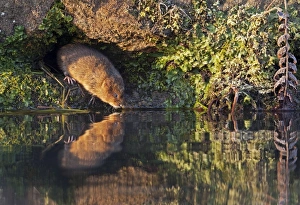 European / Northern Water Vole - along canal bank with reflection in early morning light European / Northern Water Vole - along canal bank with reflection in early morning light