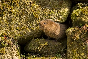 European / Northern Water Vole - coming out of a hole in brick work along canal bank - March European / Northern Water Vole - coming out of a hole in brick work along canal bank - March