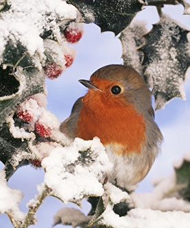 European ROBIN - perched in snow European ROBIN - perched in snow