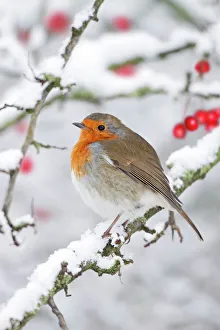 European Robin - in winter - on snowy branch European Robin - in winter - on snowy branch