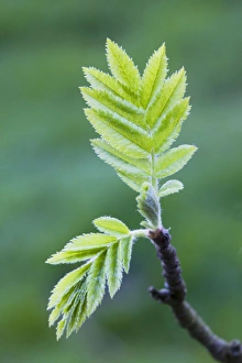 European Rowan - leaves European Rowan - leaves