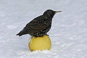 European Starling - in snow sitting on apple European Starling - in snow sitting on apple