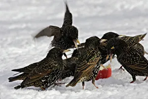 European Starlings - in snow squabbling over apple European Starlings - in snow squabbling over apple