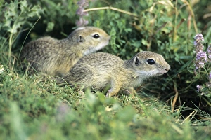 European Suslik / Souslik - 2 young animals beside burrow entrance European Suslik / Souslik - 2 young animals beside burrow entrance