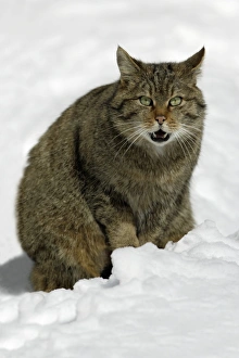 European Wild Cat - male sitting in snow, yowling during breeding season European Wild Cat - male sitting in snow, yowling during breeding season