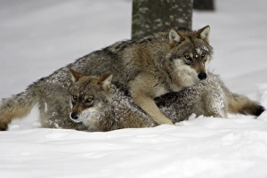 European Wolf - 2 young animals playing in snow, winter European Wolf - 2 young animals playing in snow, winter