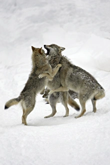 European Wolf - 3 young animals playing in snow, winter European Wolf - 3 young animals playing in snow, winter
