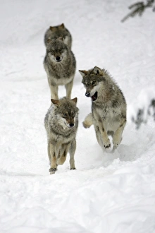 European Wolf - 4 young animals playing in snow, winter European Wolf - 4 young animals playing in snow, winter