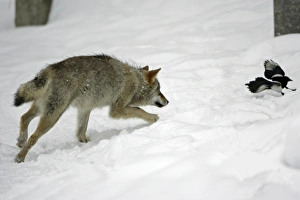 European Wolf - young animal chasing magpie in the snow, winter European Wolf - young animal chasing magpie in the snow, winter