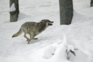 European Wolf - young animal running through snow, playing, winter European Wolf - young animal running through snow, playing, winter
