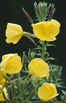 Medicinal Plant Photos Prints: Evening Primrose