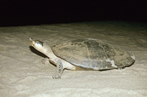 Expansa Turtle - on nesting beach at night Expansa Turtle - on nesting beach at night