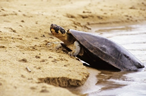 Expansa Turtle - sun basking prior to nesting Expansa Turtle - sun basking prior to nesting