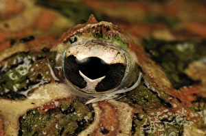 eye of Ornate Horned Frog Argentinean Horned Frog eye of Ornate Horned Frog Argentinean Horned Frog