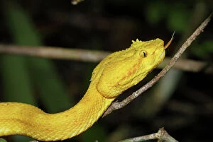 Images Dated 18th March 2006: Eyelash Pit Viper, yellow coloration Cahuita N. P. Costa Rica