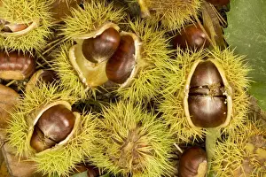 Chestnut Tree Images Prints: Fallen sweet chesnuts