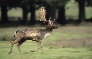 Fallow Deer UK Prints: Fallow Deer (Dama dama)