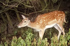 Chris Knights Photographer Prints: Fallow Deer Juvenile