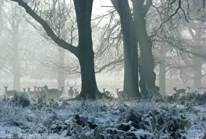 Personal Use Artwork Only Prints: Fallow Deer - in winter