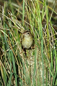 Fan-tailed / Zitting CISTICOLA / Fan-tailed Warbler Fan-tailed / Zitting CISTICOLA / Fan-tailed Warbler