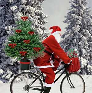 Father Christmas - on bicycle cycling past Fir Trees covered in snow Father Christmas - on bicycle cycling past Fir Trees covered in snow