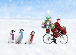 Father Christmas / Santa Claus cycling with a line of young Emperor Penguins wearing scarves Date: 24-Oct-06 Father Christmas / Santa Claus cycling with a line of young Emperor Penguins wearing scarves Date: 24-Oct-06