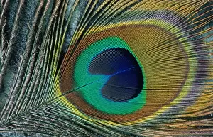 Johan De Meester Art Prints: Feather of a peacock
