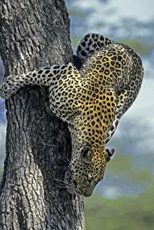 African Big Cat Photography Prints: Female Leopard climbing down fig tree, Masai Mara, Kenya, Africa